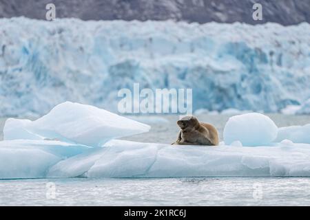 Phoque barbu (Erignathus barbatus) reposant sur la banquise ce phoque solitaire préfère les eaux peu profondes couvertes de banquise. Il voyage de façon saisonnière, souvent cardans Banque D'Images