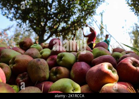 20 septembre 2022, Pulwama, Jammu-et-Cachemire, Inde : un homme récolte des pommes fraîches dans un verger pendant la saison de récolte à Pulwama. Les vergers du Cachemire produisent 1,2 millions de tonnes de pommes par an, le deuxième en importance en Inde. Les commerçants Apple disent que, au début de la saison, la demande et les taux de pommes étaient élevés, "mais cette année le marché est en baisse d'environ 40 pour cent. (Image de crédit : © Adil Abbas/ZUMA Press Wire) Banque D'Images