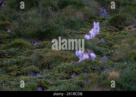 2 Pups le renard arctique (Vulpes lagopus) adulte dans le pelage d'été, dans la toundra Spitsbergen, Svalbard, Norvège Banque D'Images