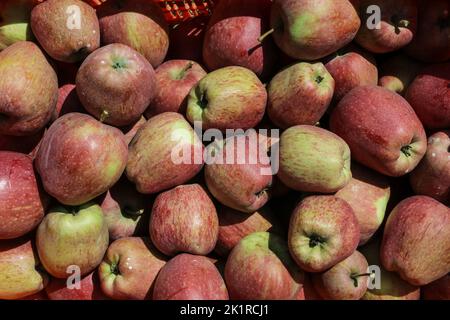 20 septembre 2022, Pulwama, Jammu-et-Cachemire, Inde: Pommes fraiches cachemiri dans un verger pendant la saison de récolte à Pulwama. Les vergers du Cachemire produisent 1,2 millions de tonnes de pommes par an, le deuxième en importance en Inde. Les commerçants Apple disent que, au début de la saison, la demande et les taux de pommes étaient élevés, "mais cette année le marché est en baisse d'environ 40 pour cent. (Image de crédit : © Adil Abbas/ZUMA Press Wire) Banque D'Images