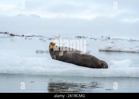 Phoque barbu (Erignathus barbatus) reposant sur la banquise ce phoque solitaire préfère les eaux peu profondes couvertes de banquise. Il voyage de façon saisonnière, souvent cardans Banque D'Images