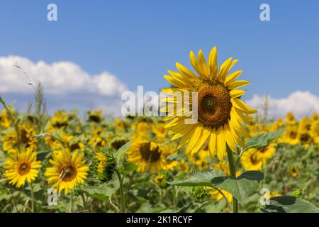 Jaune vif Grande fleur de jeune tournesol (helianthus annuus) en premier plan, ainsi que tout le champ derrière lui, s'est ouvert à la rencontre de l'été du matin Banque D'Images