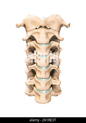 Vue antérieure ou frontale des sept vertèbres cervicales humaines isolées sur fond blanc 3D illustration du rendu. Anatomie, ostéologie, blanc médical Banque D'Images