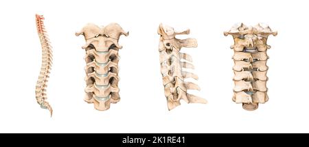 Vertèbres cervicales humaines précises ou os isolés sur fond blanc 3D illustration du rendu. Vues antérieure, latérale et postérieure. Anatomie, moyenne Banque D'Images