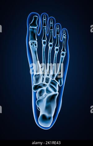 Vue inférieure ou inférieure d'os précis du pied gauche humain avec contours du corps sur fond bleu 3D illustration de rendu. Anatomie, ostéologie, ortho Banque D'Images