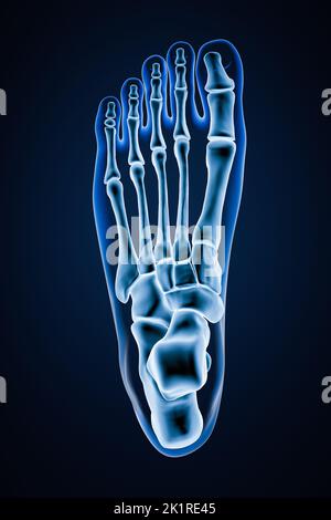 Vue supérieure ou supérieure d'os du pied gauche humains précis avec contours du corps sur fond bleu 3D illustration de rendu. Anatomie, ostéologie, orthopédie Banque D'Images