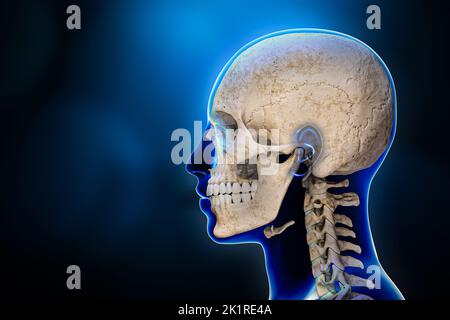 Vue latérale ou en profil des os du crâne humain avec vertèbres cervicales et contours du corps masculin 3D illustration de rendu sur fond bleu. Anatomie, moyenne Banque D'Images