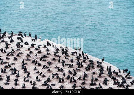 Une colonie d'oiseaux cormorans sur le toit de la prison de l'île d'Alcatraz à San Francisco, Californie Banque D'Images