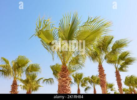 Palmiers sur une journée ensoleillée, concept de vacances tropicales. Banque D'Images