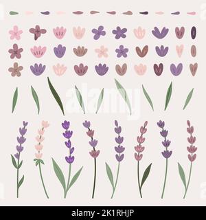 Ensemble de fleurs de lavande Illustration de Vecteur
