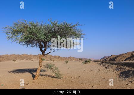 Vue imprenable sur les sables sauvages près de la ville égyptienne de Marsa Alam, Égypte Banque D'Images