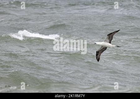 Gannet du Nord (Morus bassanus) immature volant au-dessus des mers de tempête Norfolk GB UK septembre 2022 Banque D'Images