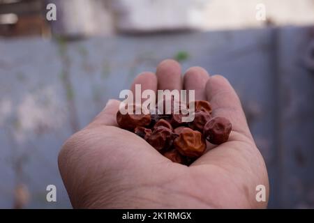 Un gros plan de jujube rouge séché (Ziziphus mauritiana) dans une main Banque D'Images