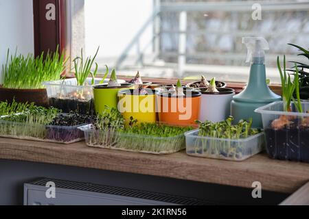 Culture de différents micro-verts et oignons verts sur le rebord de la fenêtre à la maison en plein soleil. Banque D'Images