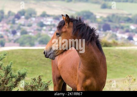 Poney sauvage de la forêt vierge à l'anneau de cissbury sud-sud findon Royaume-Uni, introduit pour le pâturage et le gommage brun foncé de la manie montrant des maisons loin derrière Banque D'Images