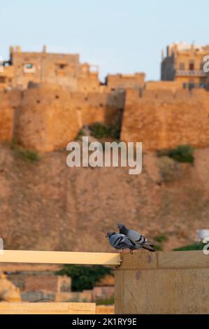Deux pigeons avec le fort Jaisalmer ou Sonar Quila ou le fort doré en arrière-plan. Un fort vivant - fait de grès jaune. Patrimoine mondial de l'UNESCO Banque D'Images