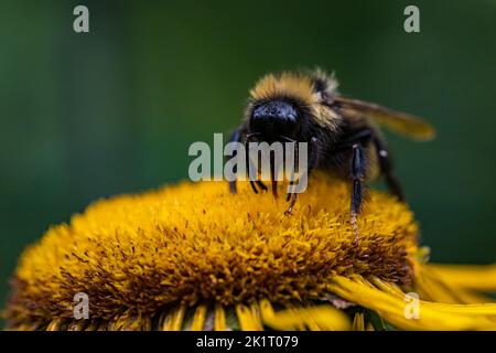 Un bourdon commun (Bombus pascuorum) qui étend sa langue pour rassembler le nectar d'une fleur. Photo prise le 31st juillet 2022 à Poiana Marului r Banque D'Images