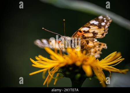 La Dame peinte ou Vanessa Cardui est le papillon le plus commun ou le plus répandu. Photo prise le 31st juillet 2022 à Poiana Marului réservation, Caras-S. Banque D'Images