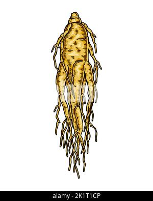 Racine de ginseng sauvage tirée à la main isolée sur fond blanc. Illustration de vecteur botanique dans un style d'esquisse coloré pour l'emballage, le logo, l'artic scientifique Illustration de Vecteur