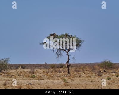 Un troupeau de vautours assis sur un arbre mort dans le parc national d'Etosha en Namibie Banque D'Images