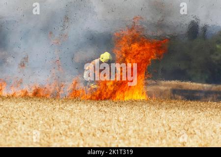 Angleterre, Kent, brigade des pompiers en feu dans le champ agricole avec la récolte de grain en feu. Banque D'Images