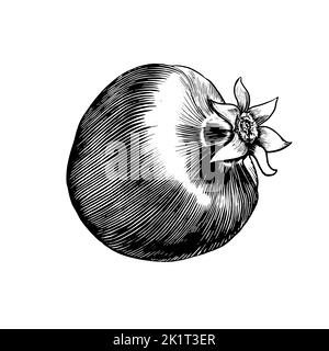 Dessin à la main de fruits de grenade en style gravure. Illustration vectorielle isolée sur fond blanc Banque D'Images