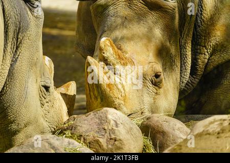Deux rhinocéros mangeant de l'herbe dans un gros plan. Banque D'Images