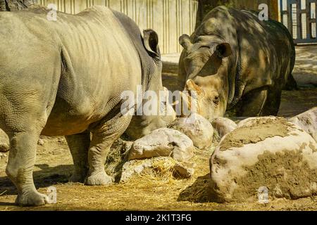 Rhinocéros se reposant et mangeant tranquillement lors d'une journée ensoleillée et chaude. Banque D'Images