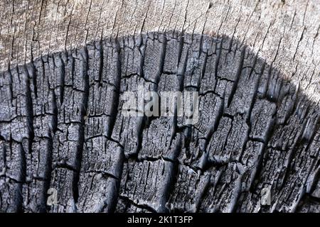 Zone brûlée sur le tronc de l'arbre coupée en gros plan Banque D'Images