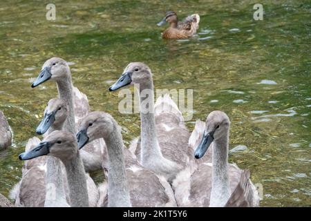 portrait de cygnets sur la rivière attendant d'être nourris avec un canard en arrière-plan Banque D'Images