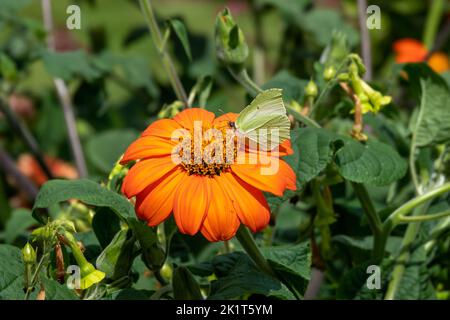 papillon de pierre à brimades commun sur le tithonia rotundifolia de tournesol mexicain orange vif Banque D'Images