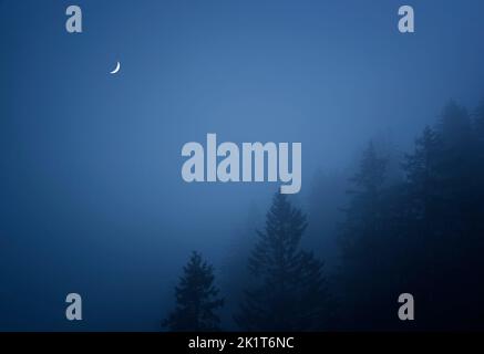 Brume s'installe au-dessus de la forêt de baumes avec quart de lune Banque D'Images