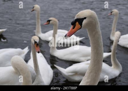 Gros plan sur la tête et le cou d'un cygne au milieu d'autres cygnes dans l'eau Banque D'Images