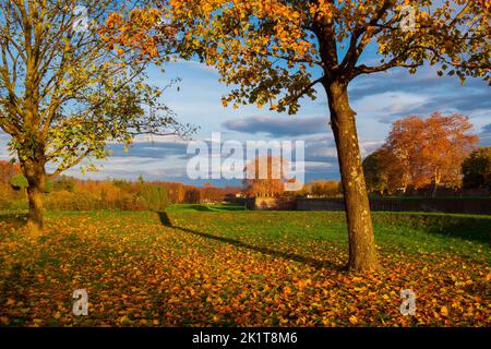 Automne et feuillage à Lucques. Ancien parc des remparts de la ville avec feuilles automnales au coucher du soleil Banque D'Images