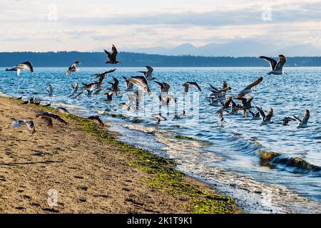 Les goélands communs volent de la plage; Whidbey Island; Washington; États-Unis Banque D'Images