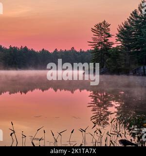 Entouré d'arbres et d'un magnifique ciel orange rose, le brouillard est visible sur le lac Crab dans le parc Kawartha Highlands, juste avant le lever du soleil. Banque D'Images