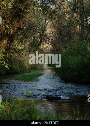 Un ruisseau bordé de roseaux traverse une forêt. Banque D'Images