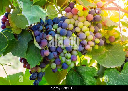 les raisins sur la vigne mûrissent sous les rayons du soleil brillant. Vignes avec des petits pains de baies. Banque D'Images