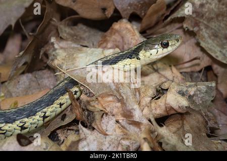 Un serpent à jarretière de l'est parmi les feuilles mortes dans le Glen Stewart Ravine, dans le quartier Upper Beaches de Toronto, en Ontario. Banque D'Images