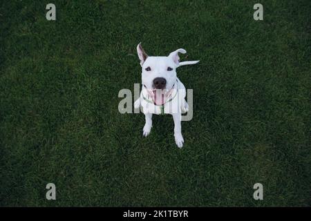 Portrait d'un terrier blanc du staffordshire sur herbe verte. Amstaff Puppy est assis à l'extérieur et regarde l'appareil photo Banque D'Images