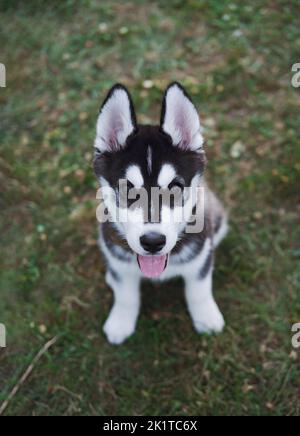 Portrait d'un petit chiot husky mignon assis sur l'herbe en regardant l'appareil photo. Chien Husky amusant posé à l'extérieur Banque D'Images