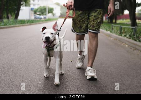 Marcher avec un chien sur la laisse. L'homme marche à l'extérieur son chiot Terrier du staffordshire heureux Banque D'Images