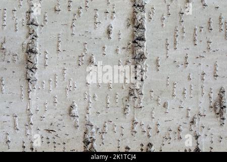 Fragment de la surface de l'écorce d'un grand arbre à utiliser comme arrière-plan et texture abstraits. Banque D'Images