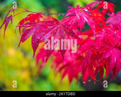 Feuilles rouges vibrantes d'un érable japonais en automne Banque D'Images
