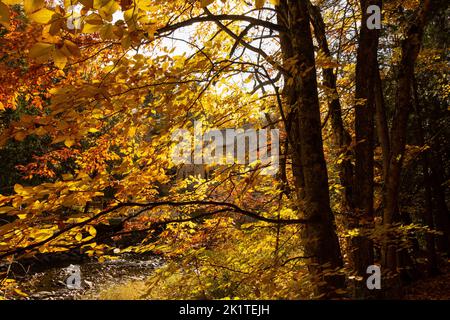 Un aperçu du Moulin de Kintail à travers des feuilles d'orange brillantes. Un moulin à côté de l'eau courante, aperçu par la magie de l'automne. Banque D'Images