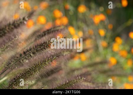 Herbe à fontaine chinoise ornementale Pennisetum Alopecuroides Red Head, photographiée en automne avec un objectif macro à RHS Wisley, Royaume-Uni. Orange geum derrière. Banque D'Images