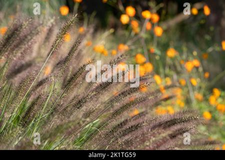 Herbe à fontaine chinoise ornementale Pennisetum Alopecuroides Red Head, photographiée en automne avec un objectif macro à RHS Wisley, Royaume-Uni. Orange geum derrière. Banque D'Images