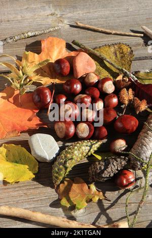 Décoration d'automne rurale avec feuilles, châtaignes, beechnuts, pierres et cônes Banque D'Images