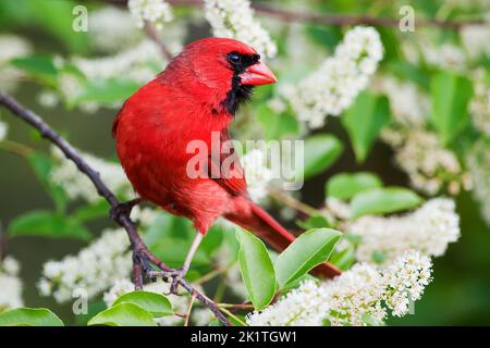 Cardinal mâle du nord perchée dans un cerisier noir en fleur au printemps Banque D'Images