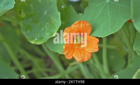 Tropaeolum majus également connu sous le nom de jardin nasturtium, cresson indien etc couleur orange fleur dans fond vert naturel. Banque D'Images